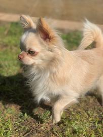 Chihuahua per monta-prezzi onesti