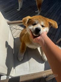 2 cuccioli AKITA