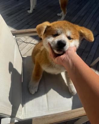 2 cuccioli AKITA