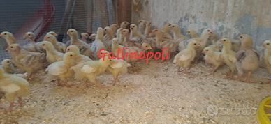 Pulcino pollo pesante