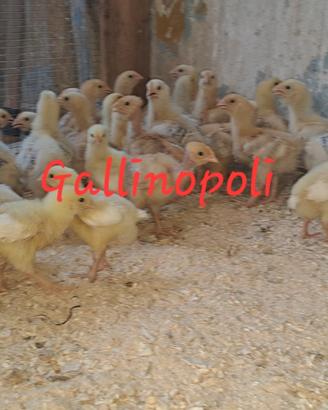 Pulcino pollo pesante