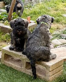 Schnauzer nano cucciole