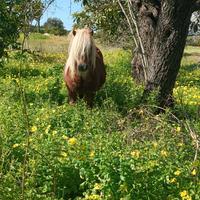 Pony shetland gravida