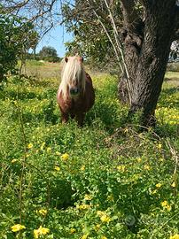 Pony shetland gravida
