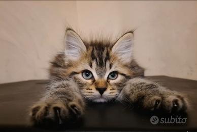 Disponibile Cucciolo di Gatto Siberiano (MASCHIO)