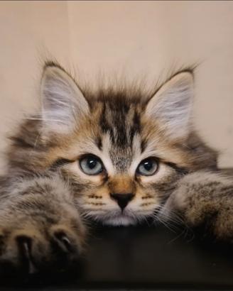 Disponibile Cucciolo di Gatto Siberiano (MASCHIO)