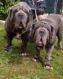 Mastino Napoletano