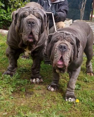 Mastino Napoletano