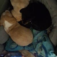 Molto belli e pronti