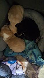 Molto belli e pronti