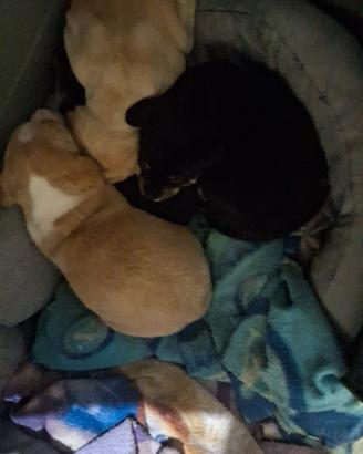 Molto belli e pronti