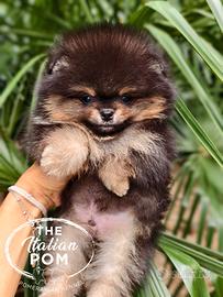 Spitz nano (pomerania) cuccioli pedigree mini