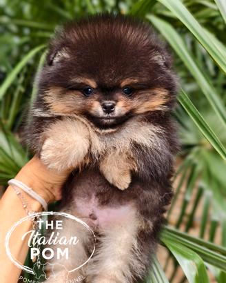 Spitz nano (pomerania) cuccioli pedigree mini