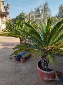 Cycas revoluta Xl