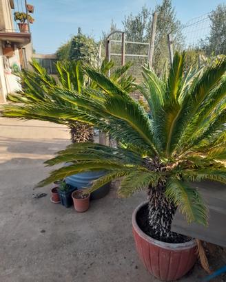 Cycas revoluta Xl