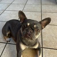 Femmina Bulldog Francese per accoppiamento