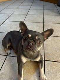 Femmina Bulldog Francese per accoppiamento