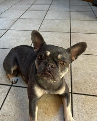 Femmina Bulldog Francese per accoppiamento