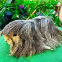 Porcellini d'india cavie di razza