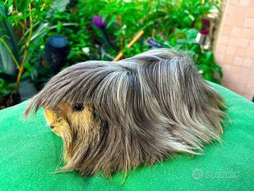 Porcellini d'india cavie di razza