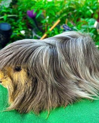 Porcellini d'india cavie di razza