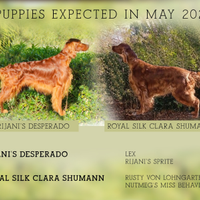 Cuccioloni di setter irlandese