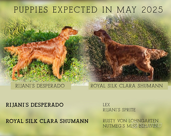 Cuccioloni di setter irlandese