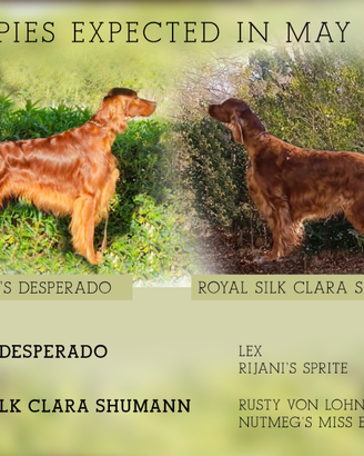 Cuccioloni di setter irlandese
