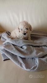 Cucciolo di barboncino toy
