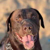 Disponibile per Monta - Labrador Retriver Maschio