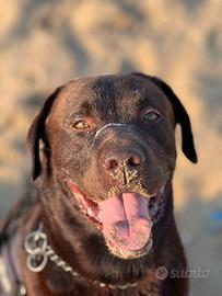 Disponibile per Monta - Labrador Retriver Maschio