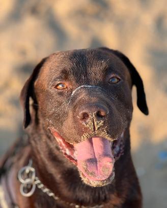 Disponibile per Monta - Labrador Retriver Maschio