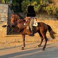 Cavallo andaluso