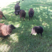 Huessant, piccolo gregge