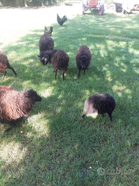 Huessant, piccolo gregge