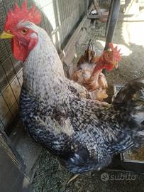 Gallo