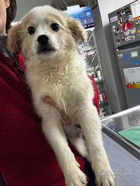 Cucciolo meticcio volpino