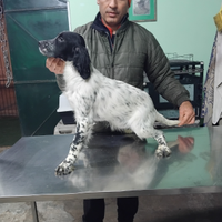 Setter i montanari