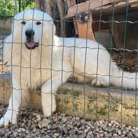 Pastore Abruzzese da monta