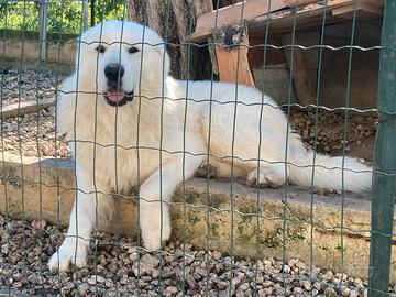 Pastore Abruzzese da monta