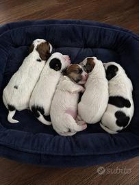 Cuccioli di Jack Russell