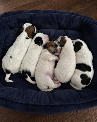Cuccioli di Jack Russell