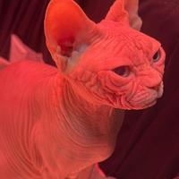 Femmina Sphynx