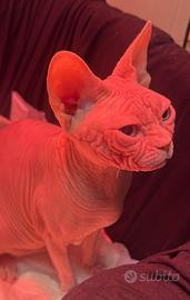 Femmina Sphynx