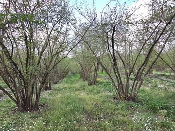 Terreno Agricolo - Gallese
