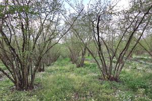 Terreno Agricolo - Gallese