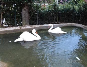 Cigno