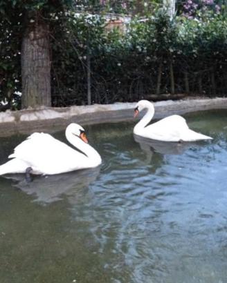 Cigno