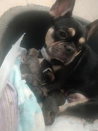 bulldog francese 