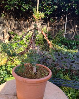bonsai